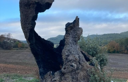 RC D'IGUALADA Sembra llavors de pins i alzines als boscos cremats de la Comarca de l'Anoia.